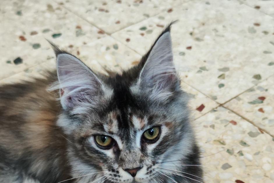 Disappearance alert Cat  Female , 1 years Saint-Raphaël France