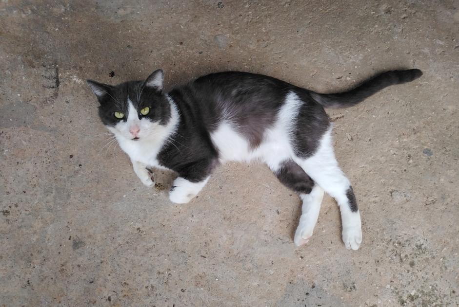 Discovery alert Cat Male Toulon France