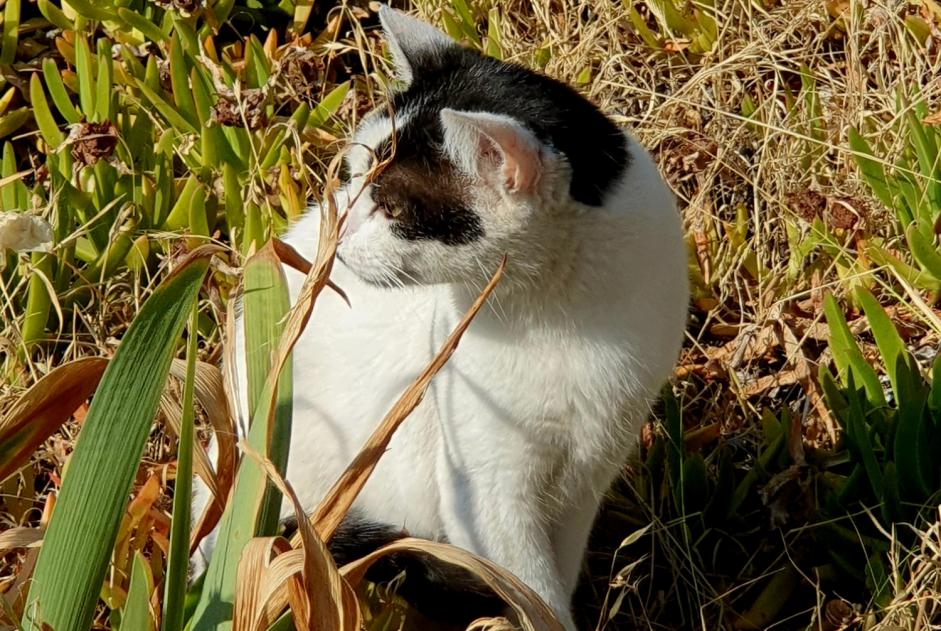 Discovery alert Cat miscegenation  Unknown , 4 years Bandol France