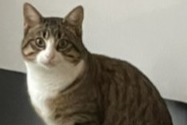 Avviso scomparsa Gatto  Maschio , 2 anni Toulon Francia