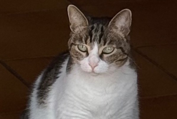 Avviso scomparsa Gatto Femmina , 9 anni Hyères Francia